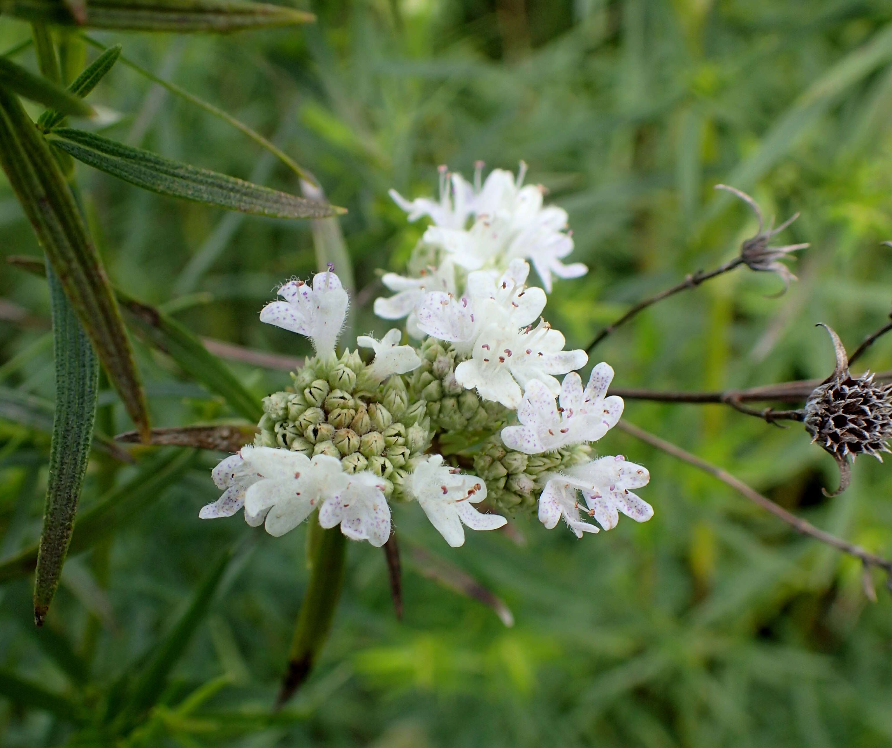 Imagem de Pycnanthemum tenuifolium Schrad.