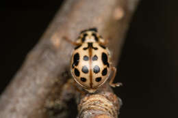 Image of Marsh Lady Beetle