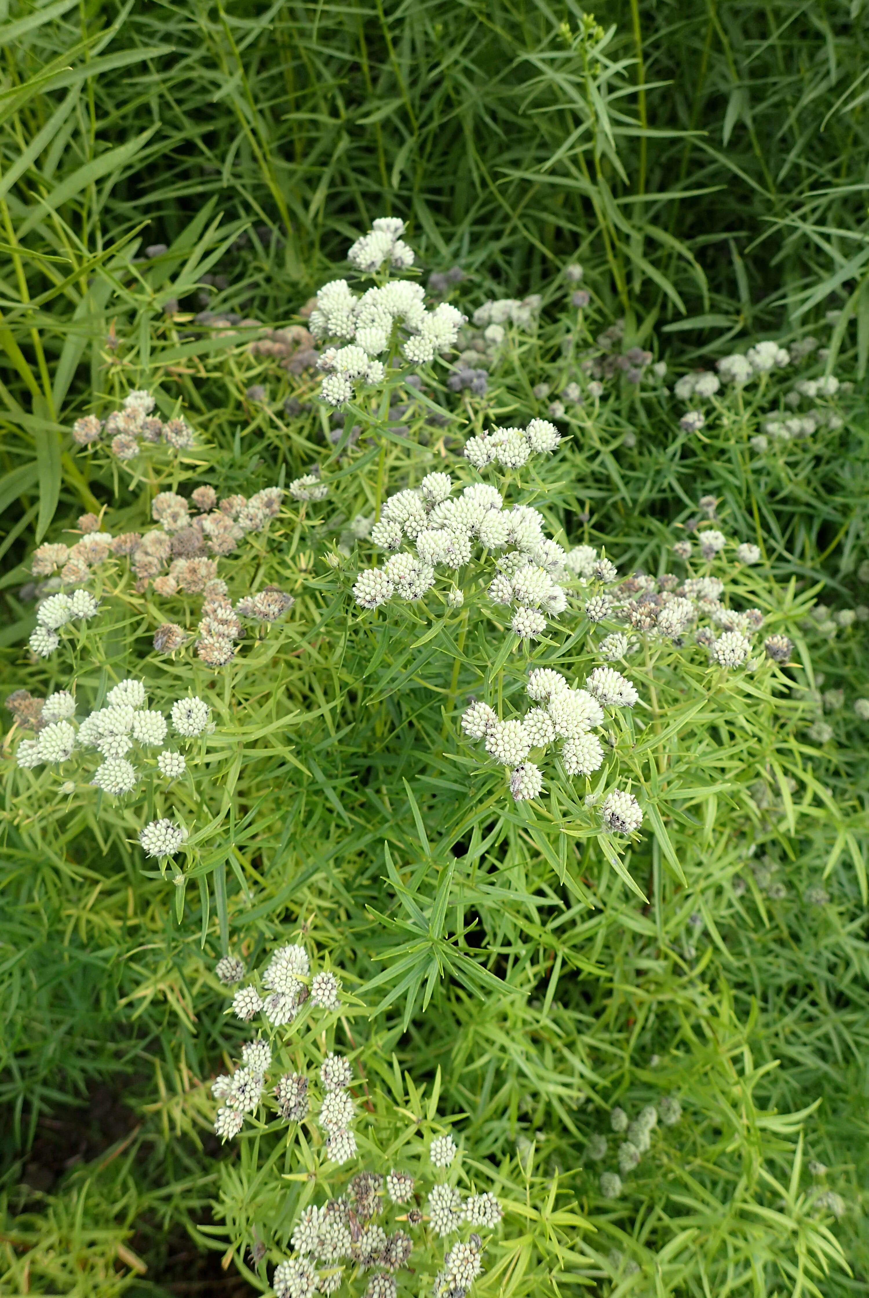 Imagem de Pycnanthemum tenuifolium Schrad.