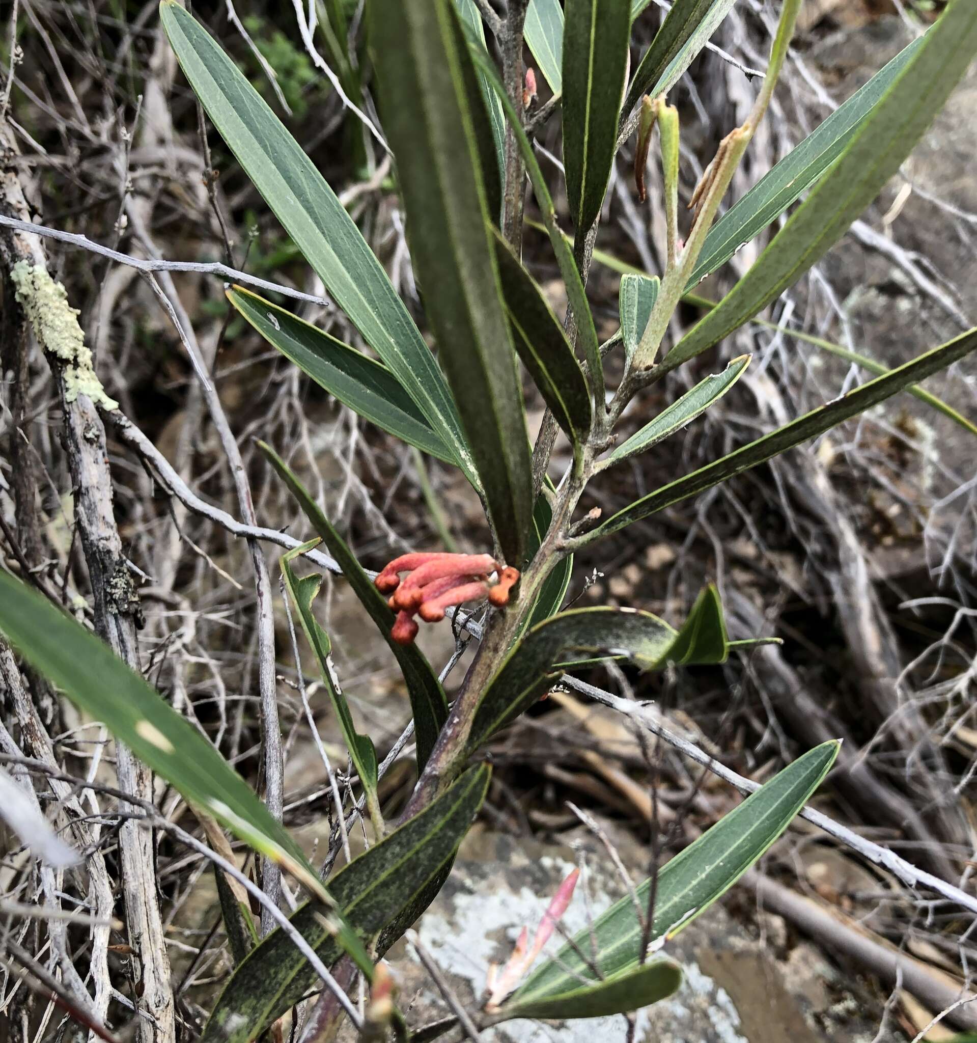 Image of Grevillea dimorpha F. Müll.