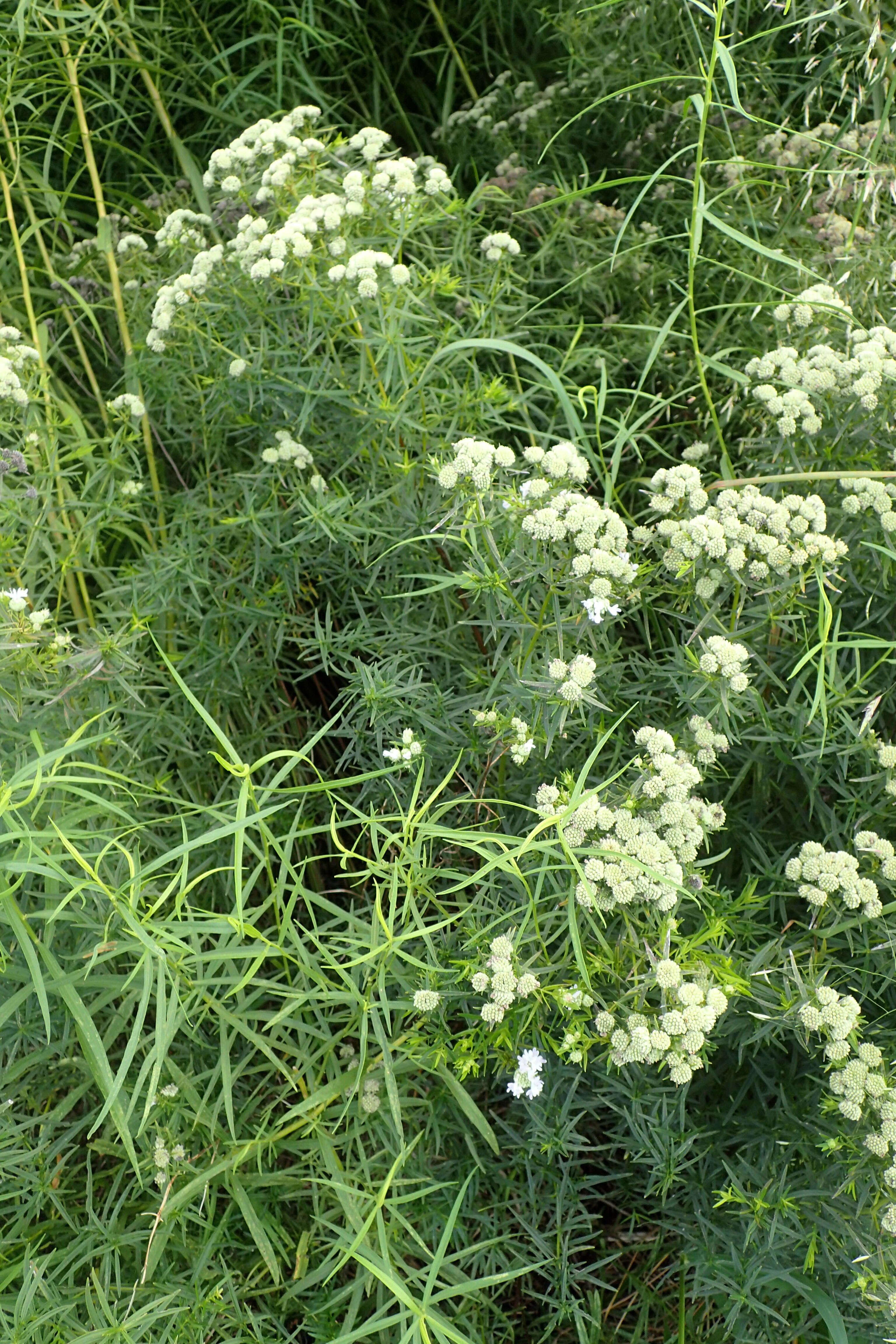 Imagem de Pycnanthemum tenuifolium Schrad.