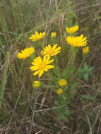 Image of Maryland goldenaster