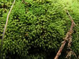 Image of rigid apple-moss