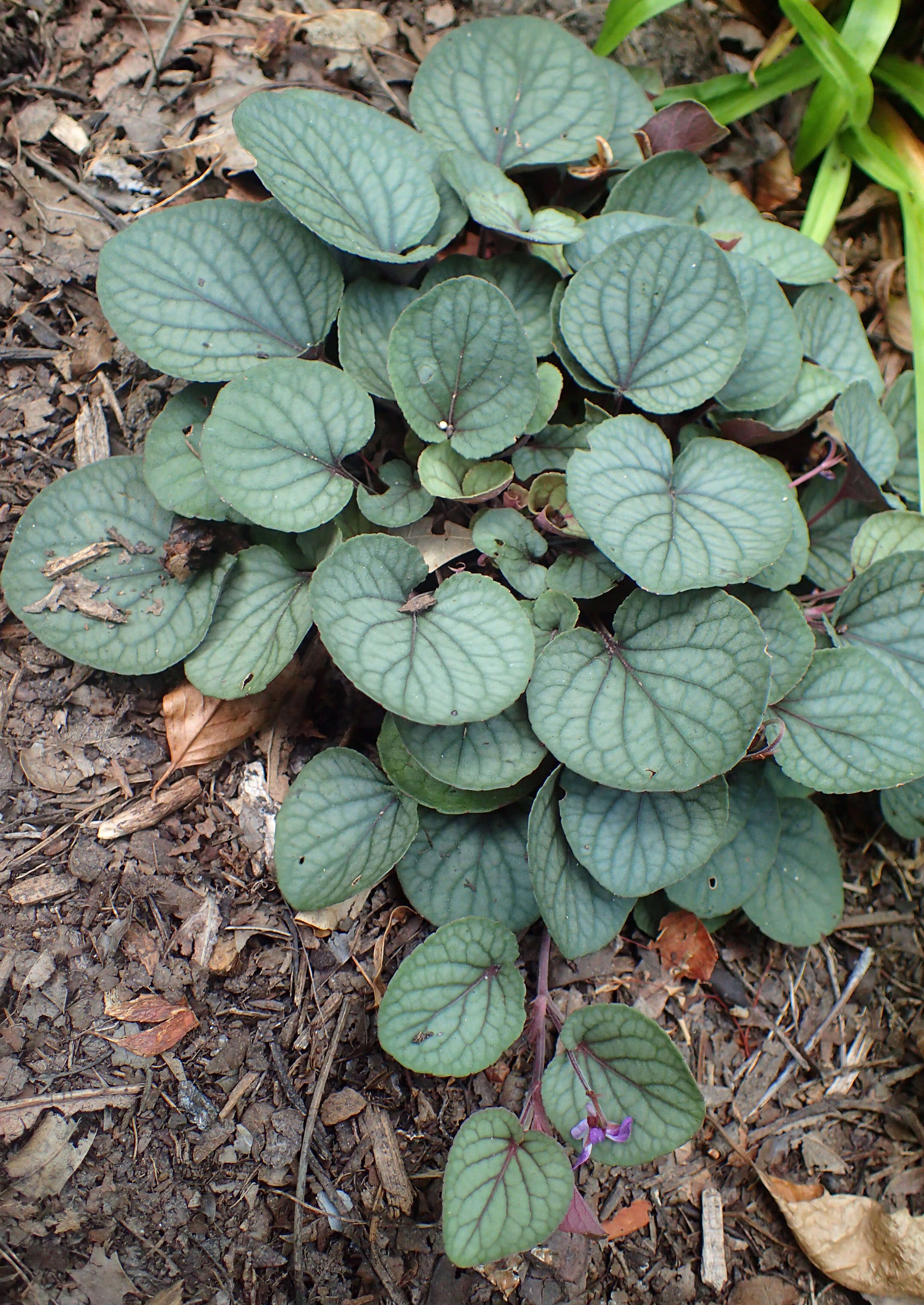 Image of prostrate blue violet