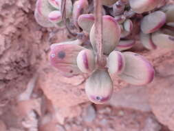 Imagem de Adromischus montium-klinghardtii (Dinter) A. Berger