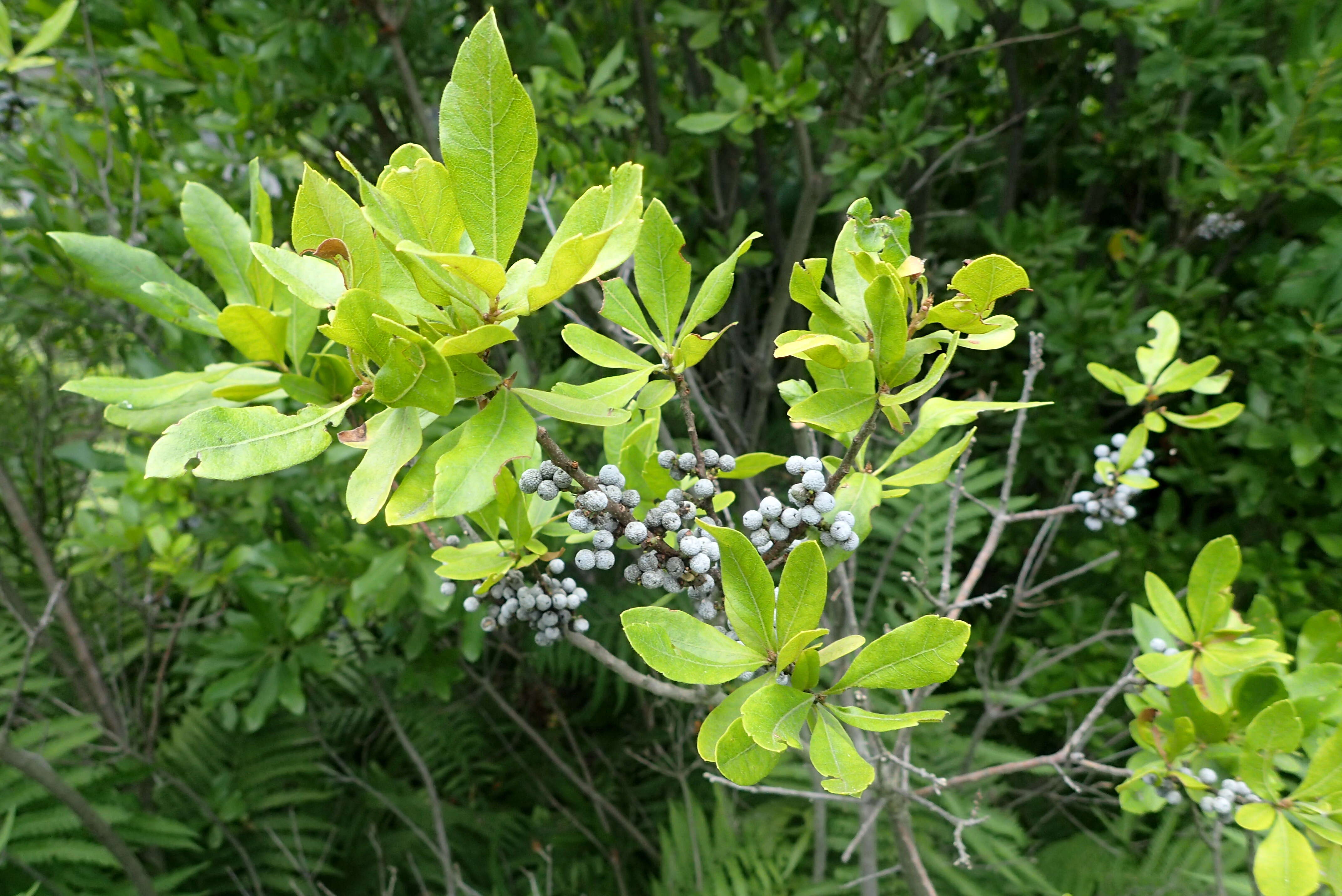 Image of Northern Bayberry