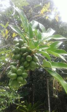 Image of Burasaia madagascariensis DC.