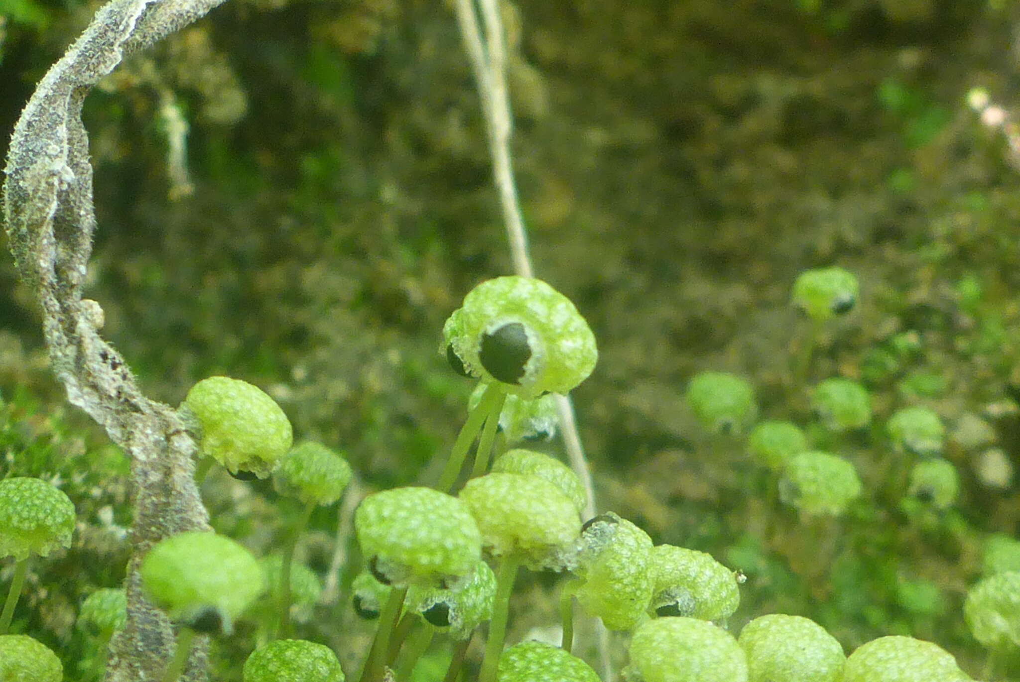 Image of Mannia triandra (Scop.) Grolle