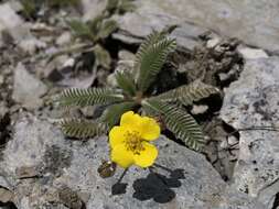 Image de Argentina tugitakensis (Masam.) Soják