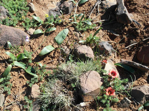 Image de Daubenya marginata (Willd. ex Kunth) J. C. Manning & A. M. van der Merwe