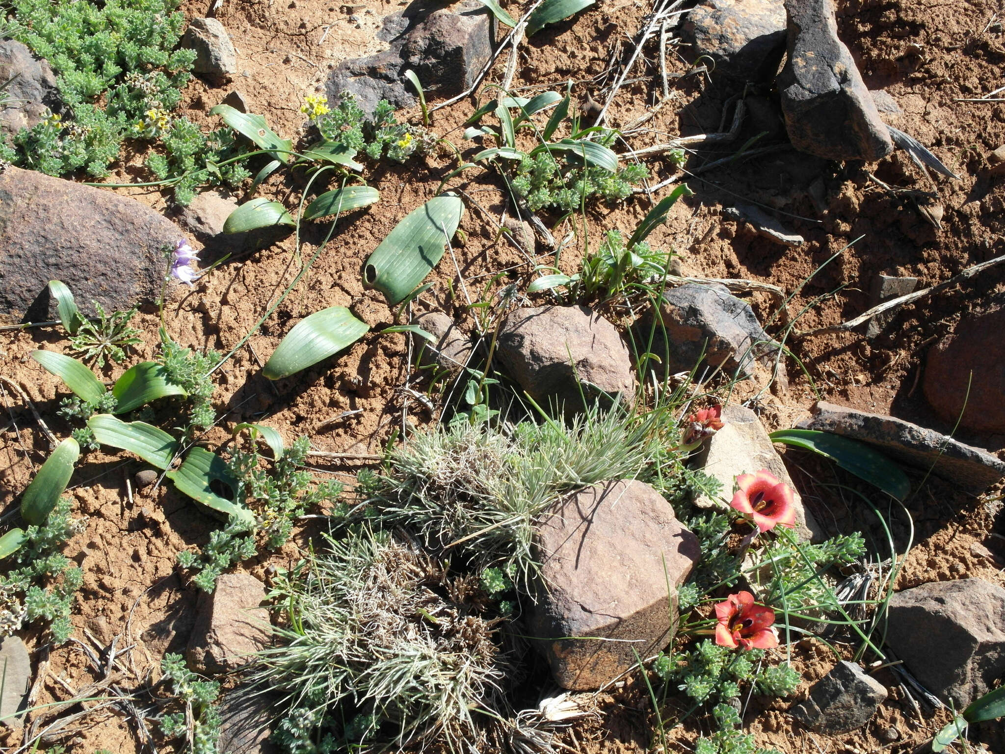 Imagem de Daubenya marginata (Willd. ex Kunth) J. C. Manning & A. M. van der Merwe