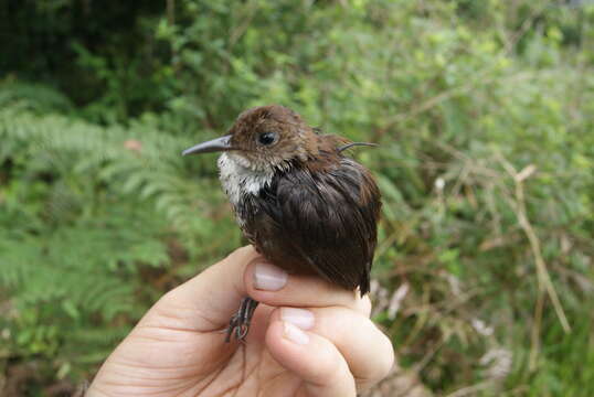 Слика од Microcerculus marginatus (Sclater & PL 1855)