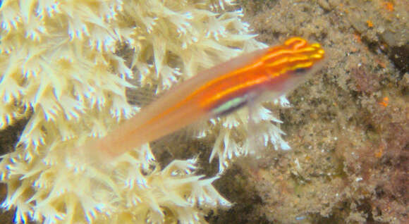 Image of Neon dwarfgoby