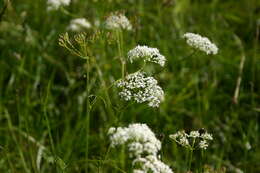 Image of Conopodium