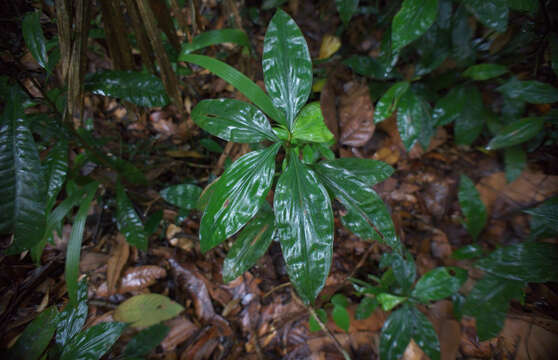 Image of Amischotolype gracilis (Ridl.) I. M. Turner