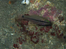 Image of Bridled cardinalfish