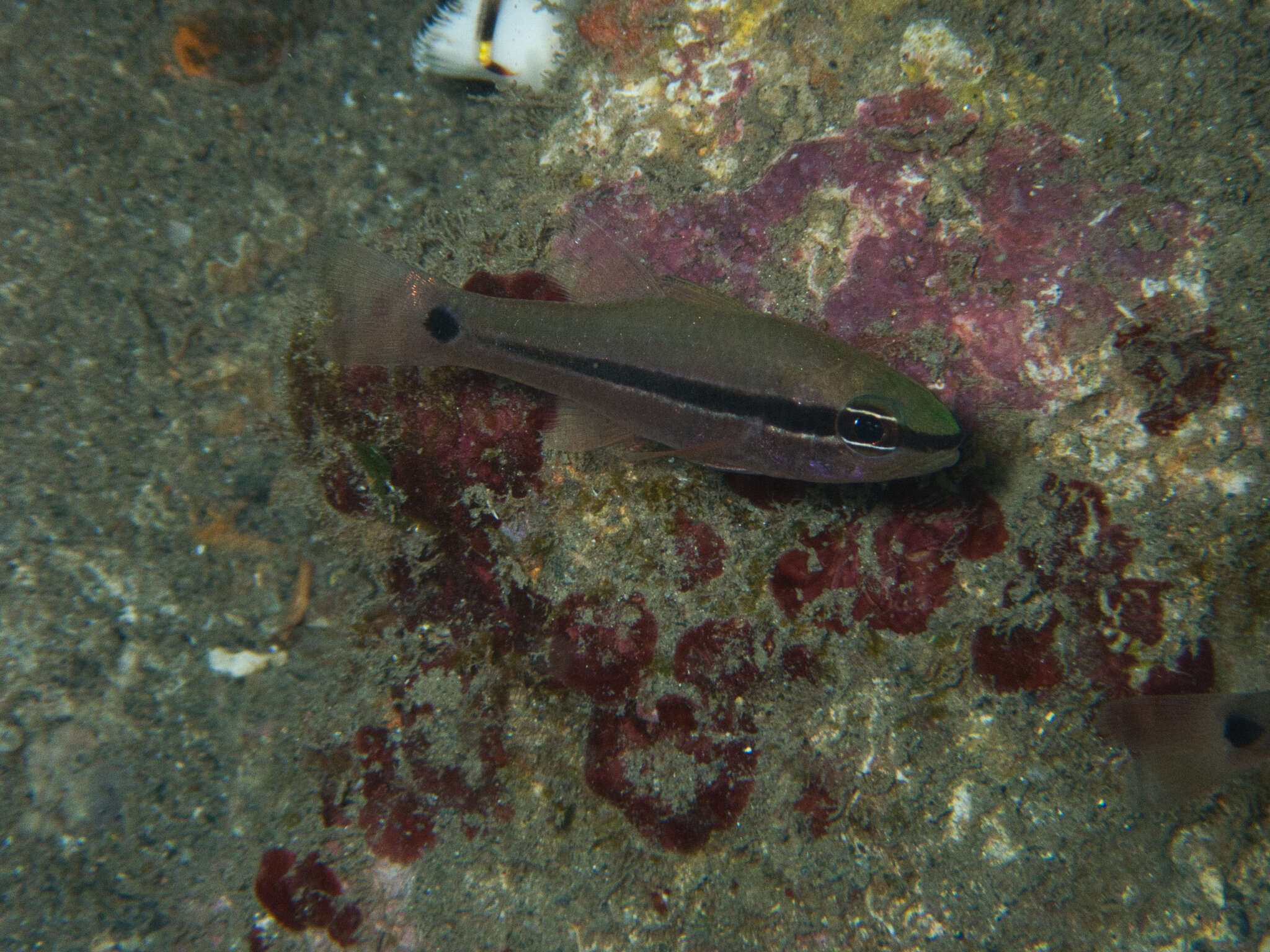 Image of Bridled cardinalfish