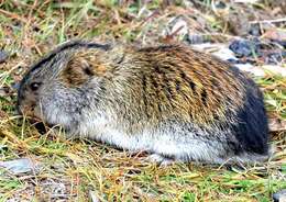 Image of BROWN LEMMING