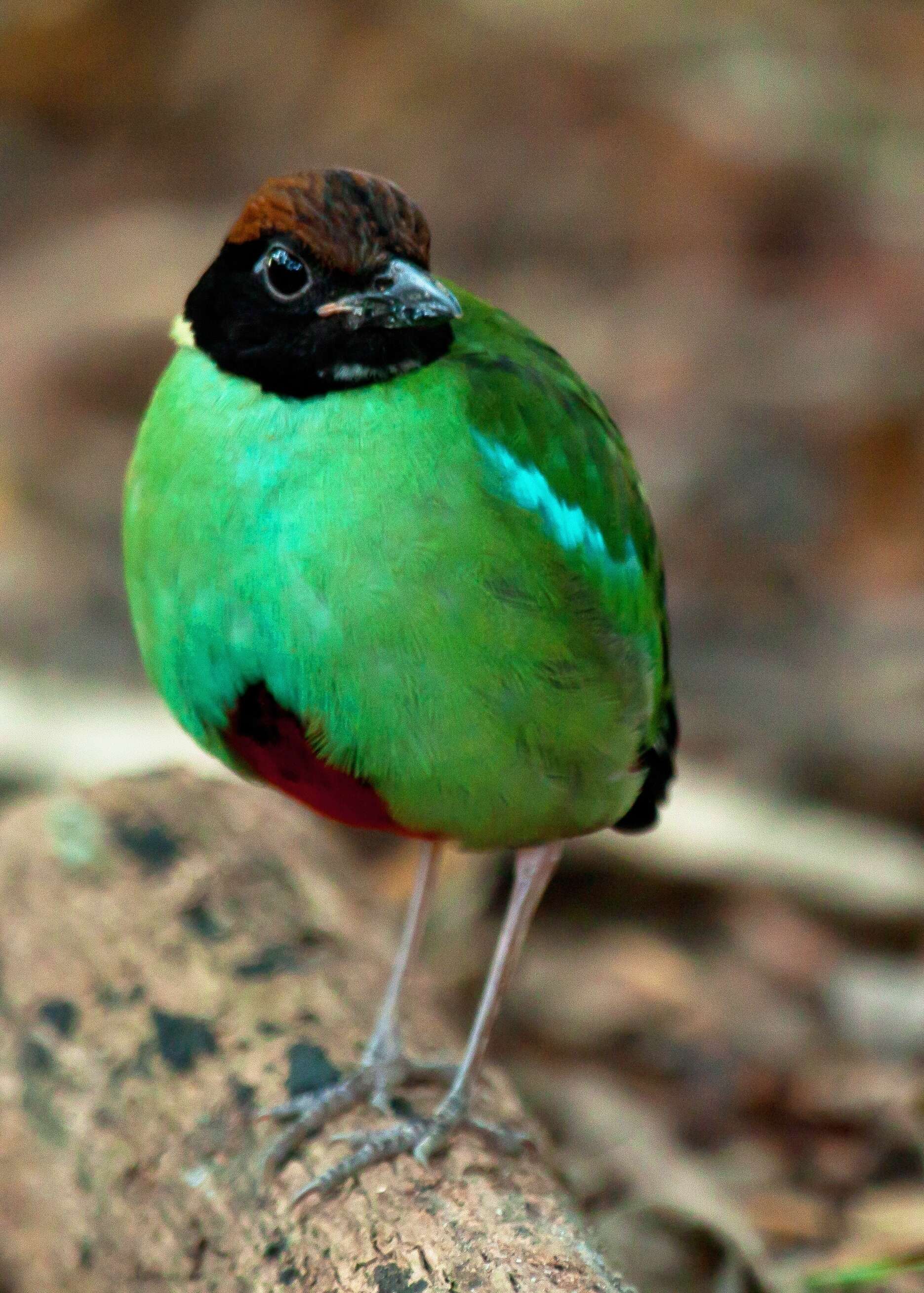 Image of Hooded Pitta