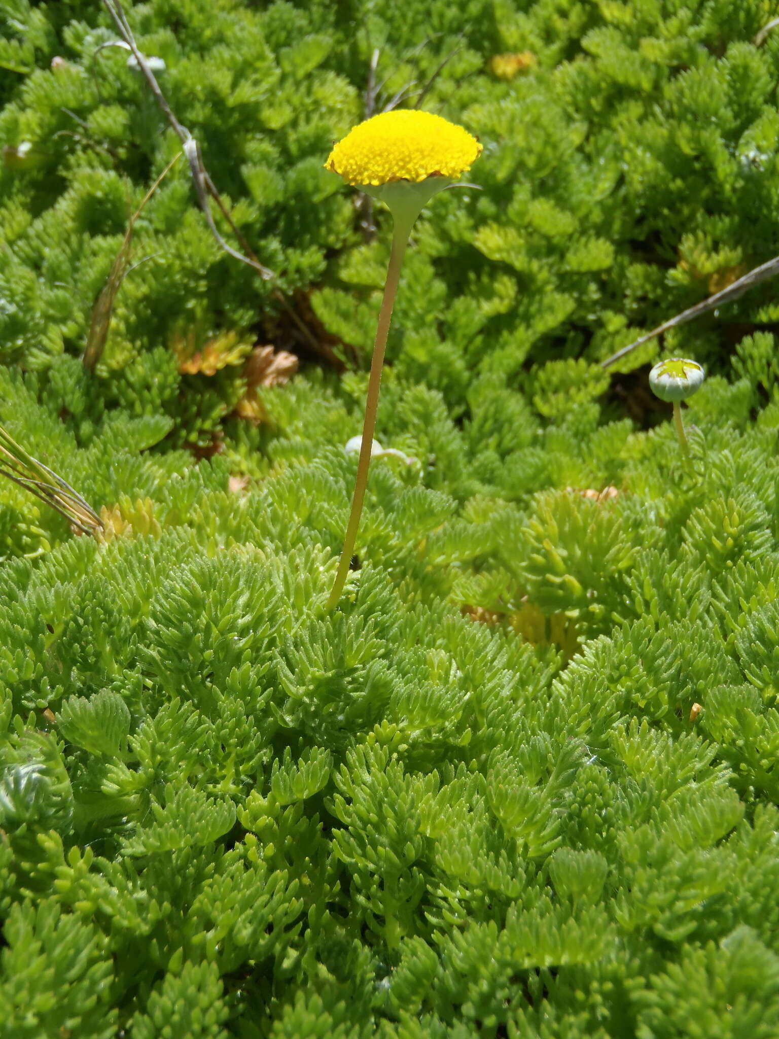 Image of Cotula discolor (DC.) J. C. Manning & Mucina