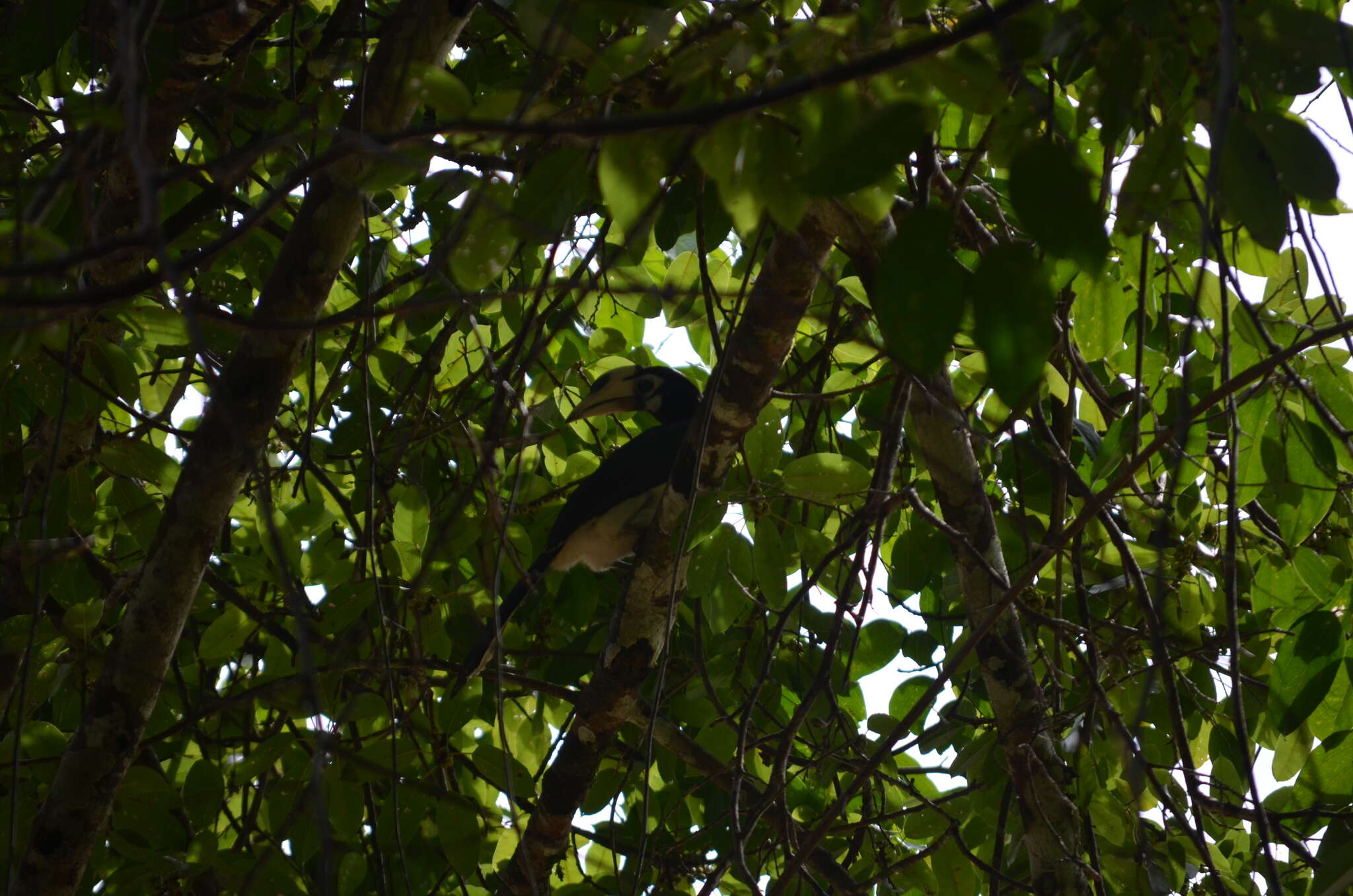 Image of Oriental Pied Hornbill