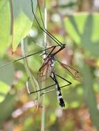 Image of Platyphasia wilsoni Alexander 1929