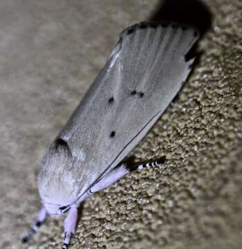 Image of Cryptophasa ochroleuca Lower 1892