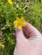 Image of Sacramento Valley Buttercup