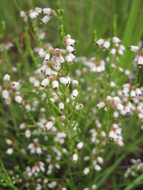 Imagem de Erica drakensbergensis Guthrie & Bolus