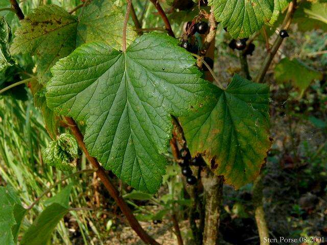 Image of Black Currant