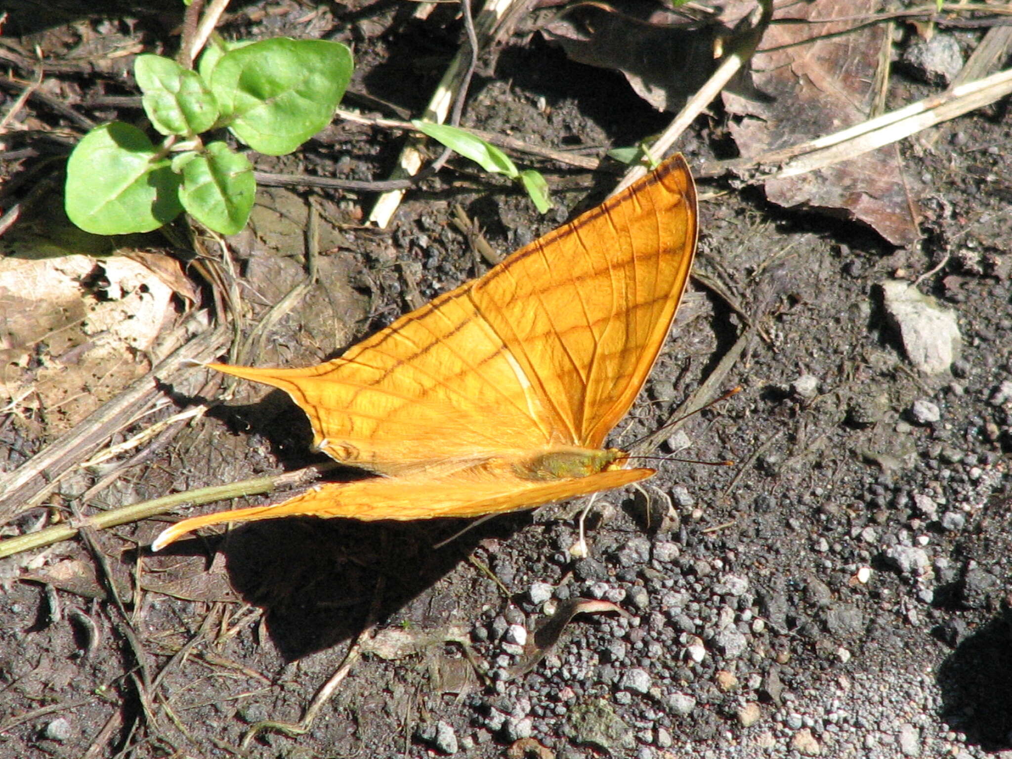 Image of Marpesia harmonia Klug 1836