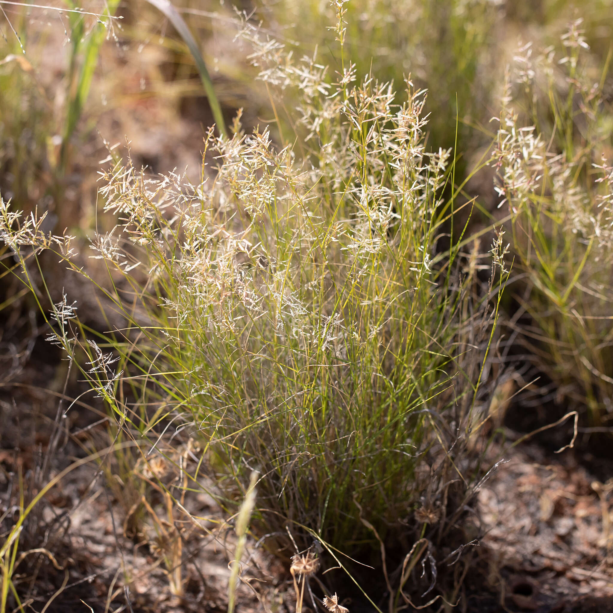 Image of bristleleaf lovegrass