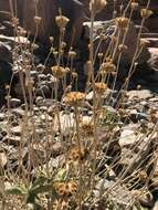 Image of Phlomis platystegia Post