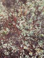 Chenopodium oahuense (Meyen) Aellen的图像