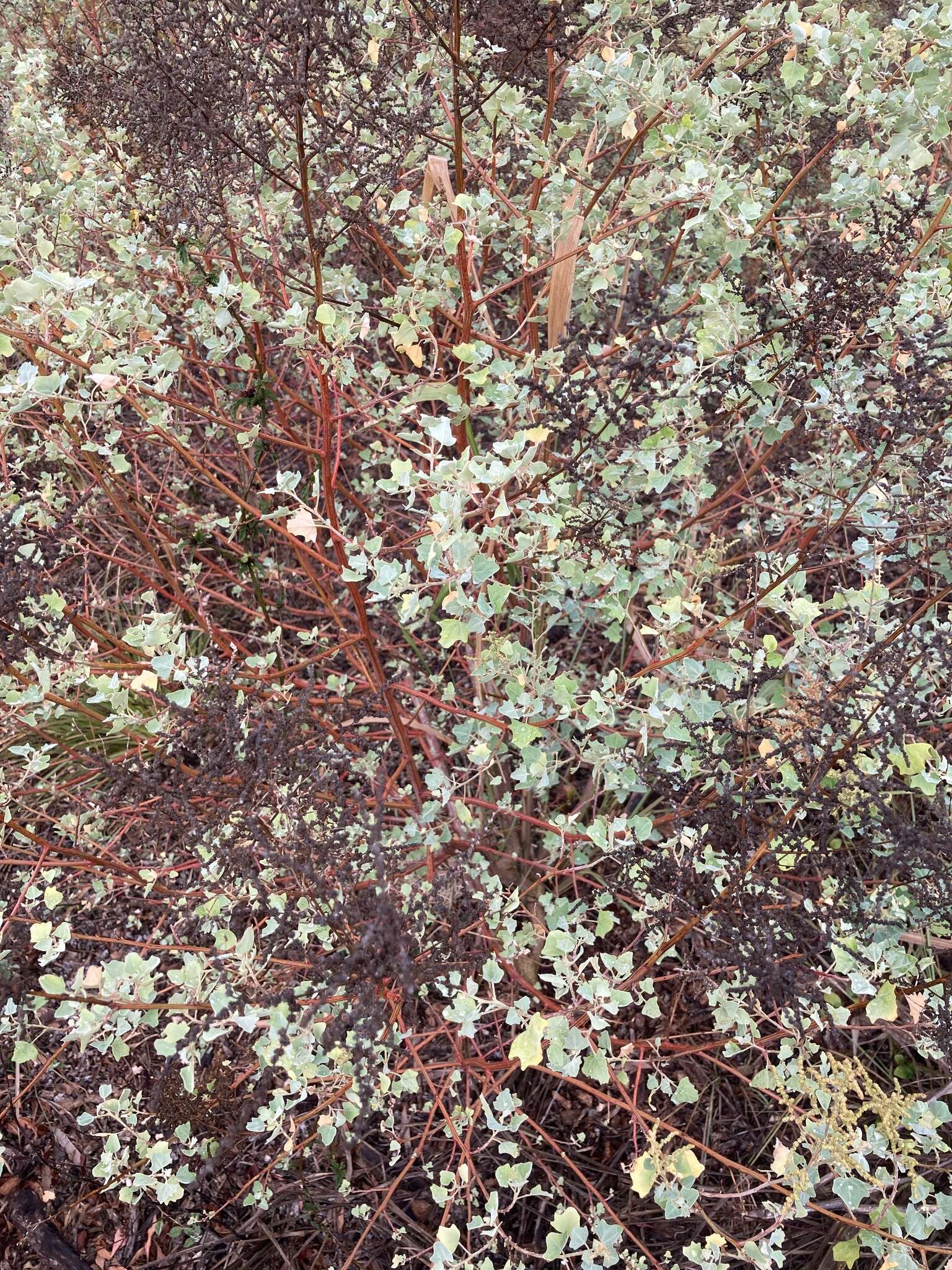 Chenopodium oahuense (Meyen) Aellen的图像