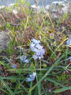 Imagem de Bellevalia hyacinthoides (Bertol.) K. Perss. & Wendelbo