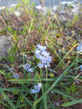 Image of Bellevalia hyacinthoides (Bertol.) K. Perss. & Wendelbo