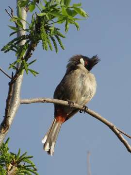 Image of Red-whiskered Bulbul