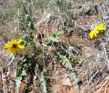 Image of Hooker's balsamroot