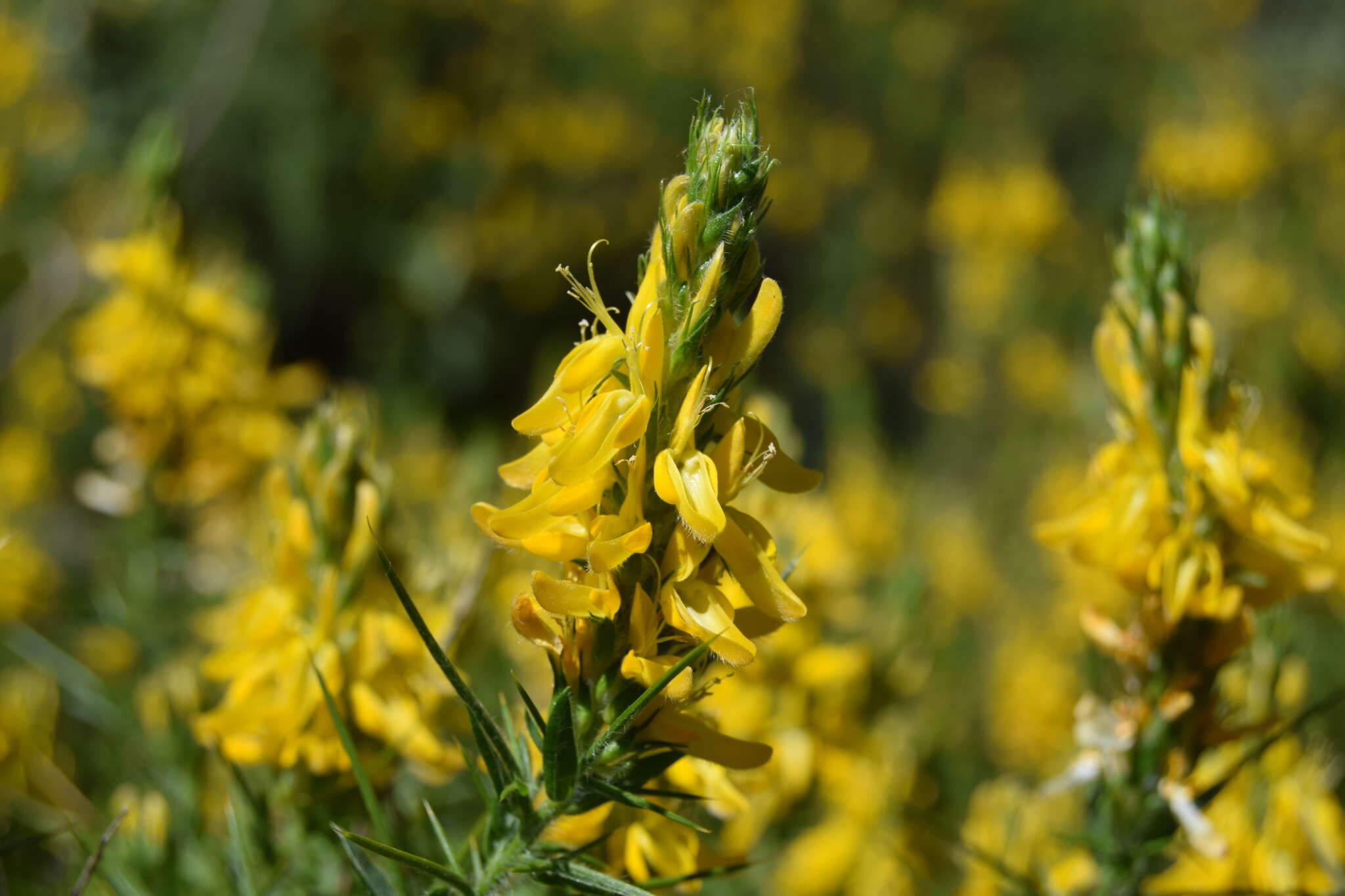 صورة Genista hirsuta M. Vahl