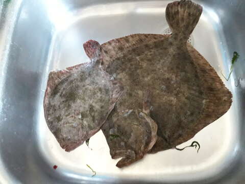 Image of Black Sea brill