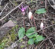 Image of calypso orchid