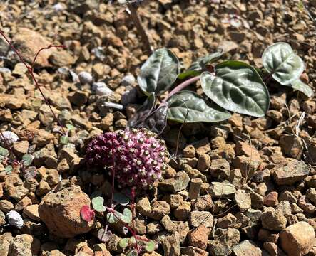 Image of serpentine milkweed