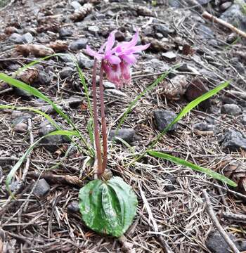 Image of calypso orchid