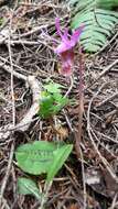 Image of calypso orchid