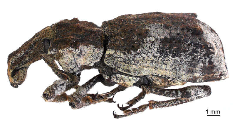 Image of Turbott's weevil