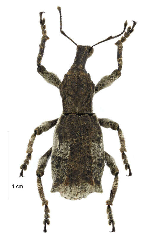 Image of Turbott's weevil