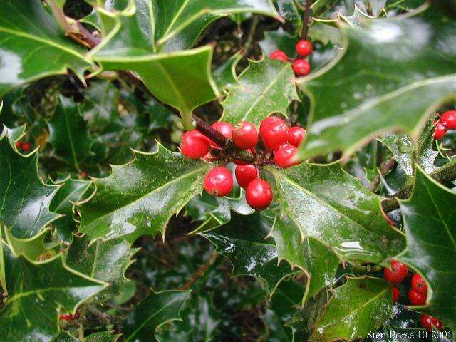 Image of English holly