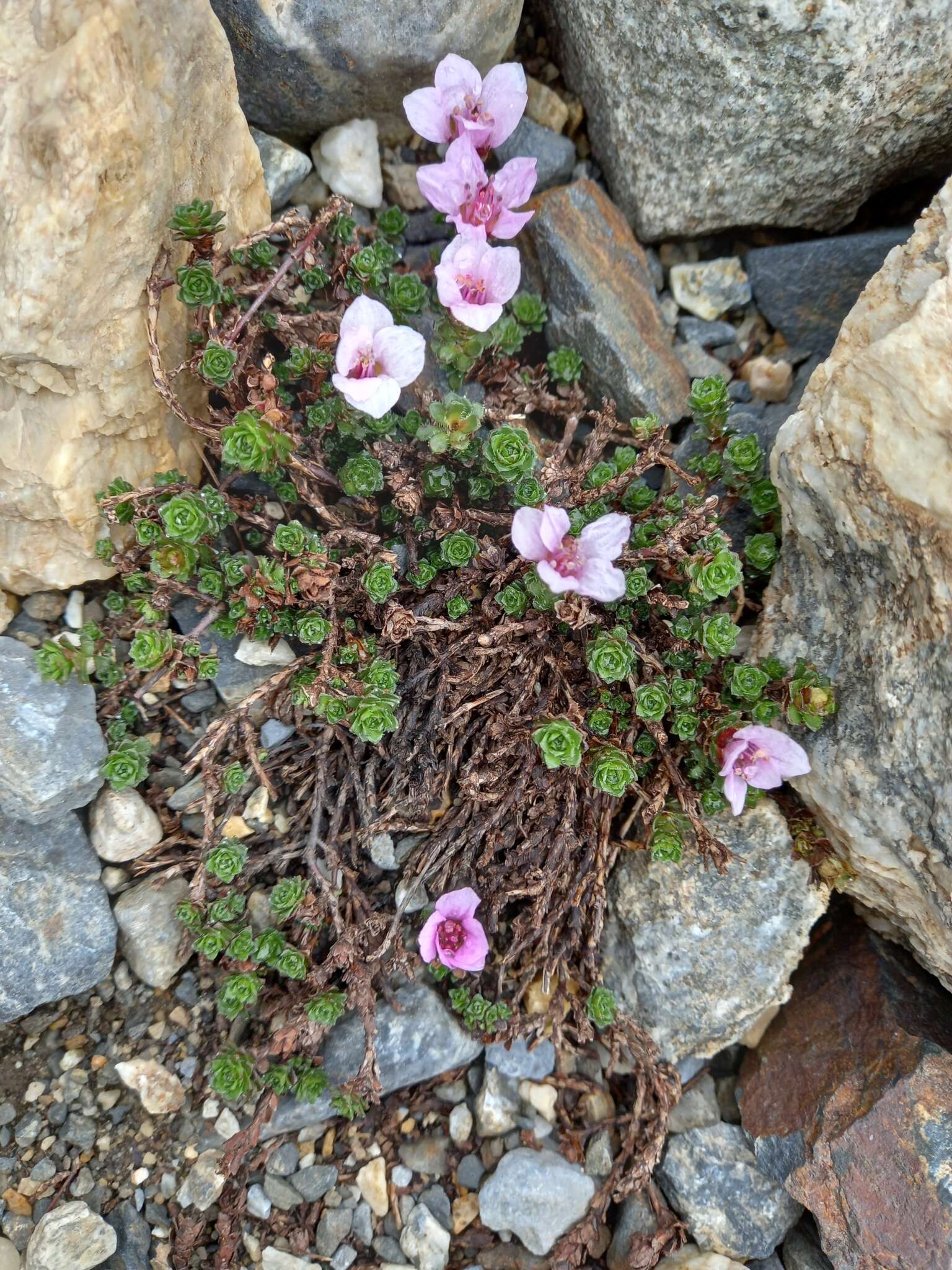 Image of Saxifraga oppositifolia subsp. paradoxa D. A. Webb