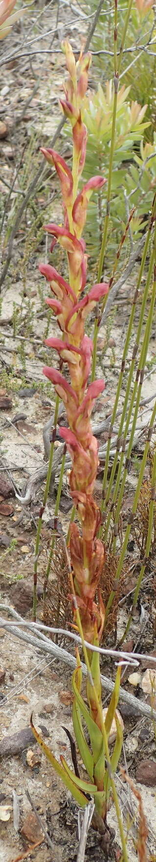 Image of Disa reticulata Bolus